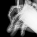 Jeux de mains, série ombres chinoises, Bouc