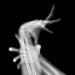 Jeux de mains, série danse de mains, DEC 01